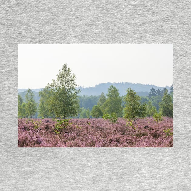 Heathland, morning mist, heather bloom, Niederhaverbeck by Kruegerfoto